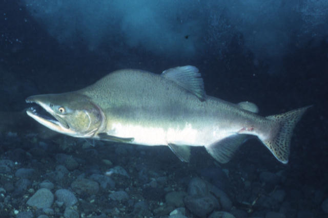 Oncorhynchus gorbuscha